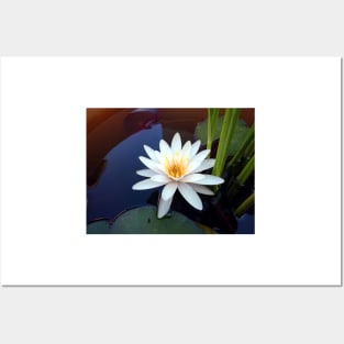 water lily Posters and Art